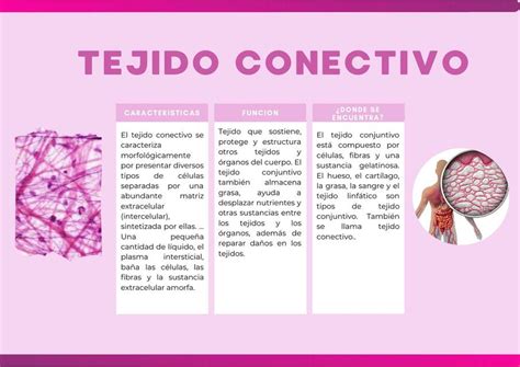 Tejido Conectivo Hanna Mairé Udocz