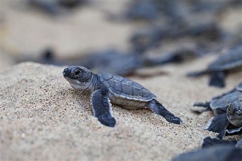 Temporada De Tortugas En Nayarit Living And Travel