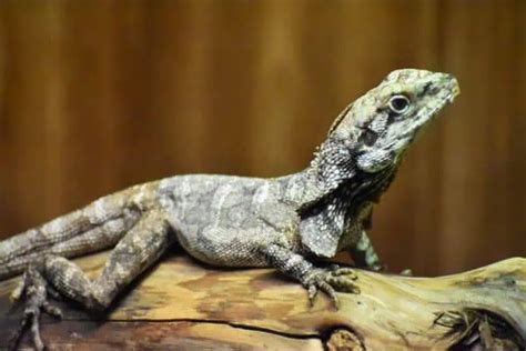 13 Lizards That Live In Trees With Pictures Wildlife Informer