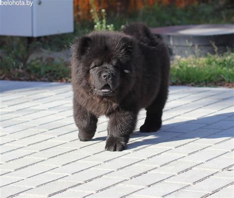 щенки Чау-чау