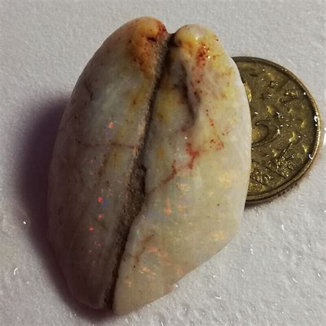 Amazing Ct Million Year Old Australian Opalised Shell Fossil