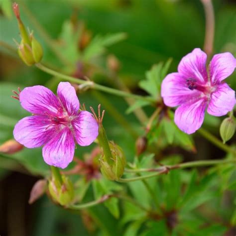 Sproß Storchschnabel Expertenwissen für den Garten