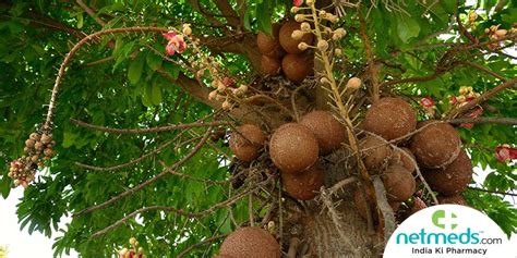 Sal Tree Shorea Robusta Ayurveda Details And Health, 41% OFF