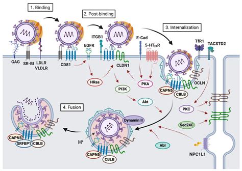 Hepatitis C Virus Entry An Intriguingly Complex And Highly Regulated