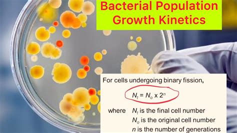 Microbiology Notes Bacterial Population Growth Kinetics And Binary Fission Youtube