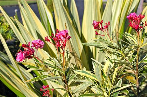 Florez Nursery Variegated Oleander Nerium Oleander Splendens Variegatum