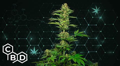 5 Best Cbd Strains Sensi Seeds