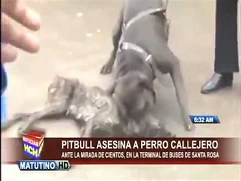 Perro Pitbull Mata Perro Callejero Full Hd Vegueta Peru Youtube