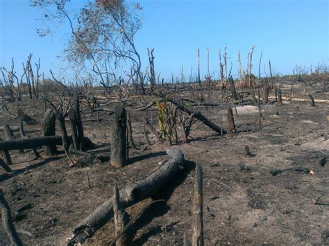 Desmatamento de Mata Atlântica no Ceará passa de 19 para 980 hectares