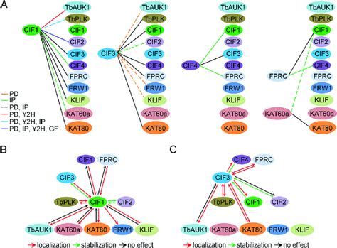 Summary Of The Interaction And Functional Interplay Among Cytokinesis