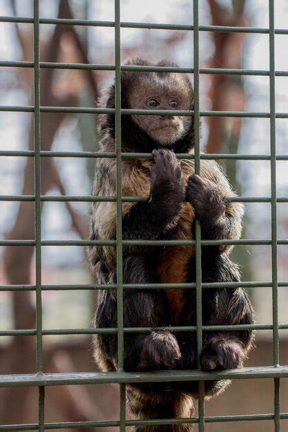 Premium Photo Monkey In Cage At Zoo