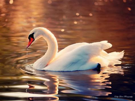 Swan Lake Wallpapers - Wallpaper Cave