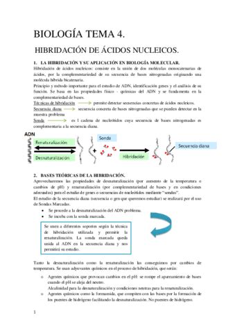 Tema 4 Biología Molecular y Citogenética pdf