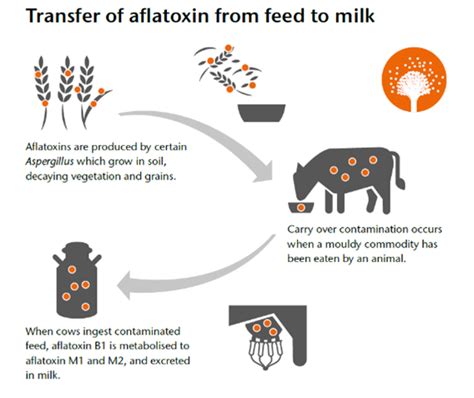 Vigilance Needed To Prevent Aflatoxin M1 Contamination In Milk