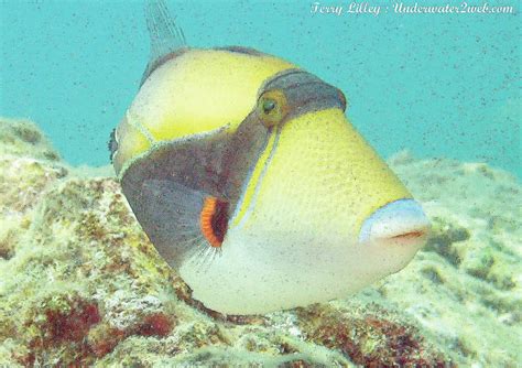 Meet Humuhumu Nukunuku A Puaa The Wedgetail Triggerfish The Garden