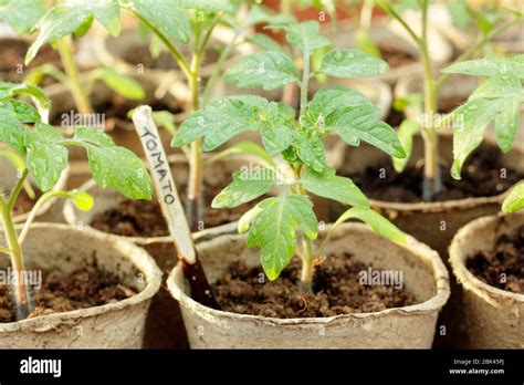 Solanum Lycopersicum Semillas De Tomate Cultivadas En Casa En Macetas