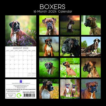 Calendrier Mural 2025 Chien De Race Molosse Boxer Chiot Boxer