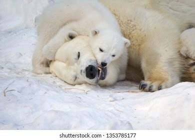 Polar Bear Kiss: Over 160 Royalty-Free Licensable Stock Photos ...