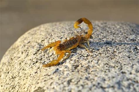 Scorpion Diet Exploring What Scorpions Eat