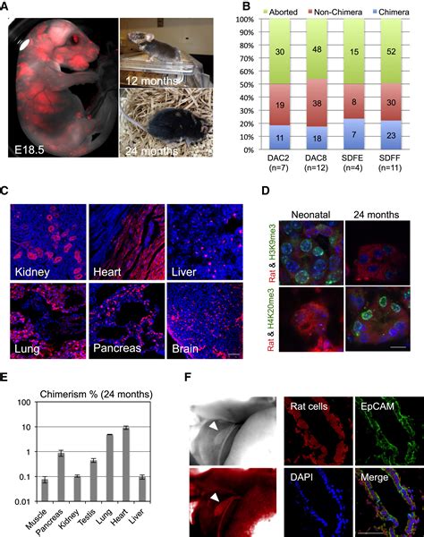 Interspecies Chimerism With Mammalian Pluripotent Stem Cells Cell