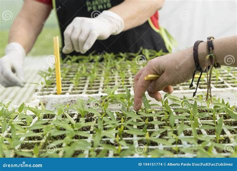 Indoor Ecological Greenhouse with Green Leafy Plants Stock Photo - Image of greenery, growing ...