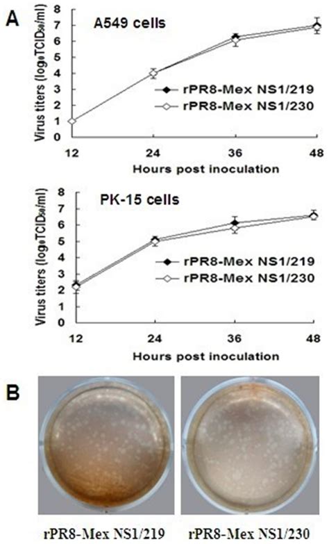 A A549 Or Pk 15 Cells Were Infected At An Moi Of 0 001 Tcid50 Per Download Scientific Diagram