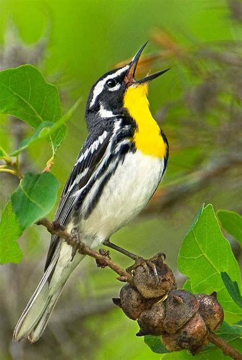 20 Spring Warblers You Should Know Artofit