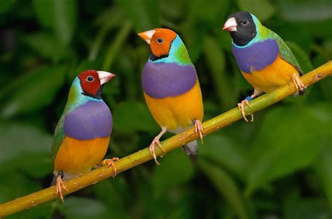 Gouldian Finch Information And Care Guide Birdsville