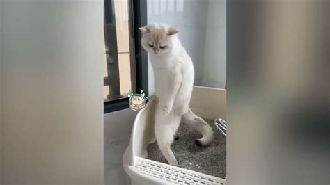 Funniest Cats 😹😹😹 Dont Try To Hold Back Laughter 😂😂😂 Part4 Youtube