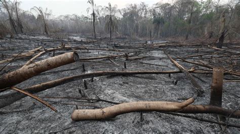 Bolivia Incendios Forestales No Dan Tregua Y Da Os A La Fauna Y Flora