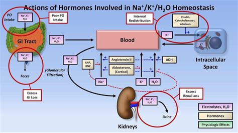 Hypokalemia Youtube