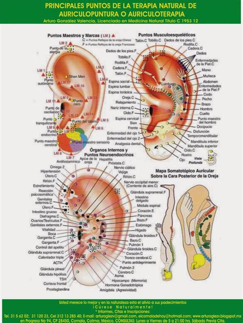 Pin De Martha Castaneda Em Auriculoterapia Reflexologia Da Orelha