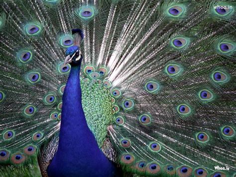 Peacock Face Close Up HD