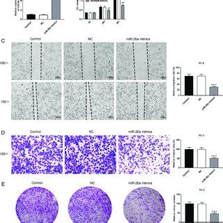 The Proliferative Migratory And Invasive Capacities Of Pc Cells Were