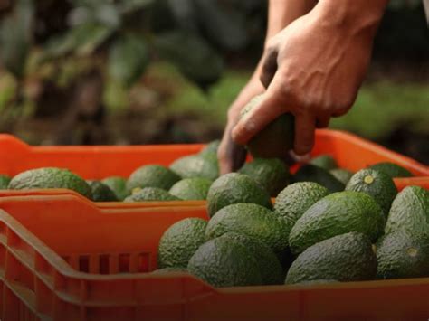 Anuncian Reanudación De Exportación De Aguacate Y Mango A Eu Enfoque