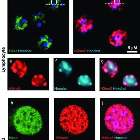 Localization Of Histone Modifications In Quiescent Lymphocytes And 3T3