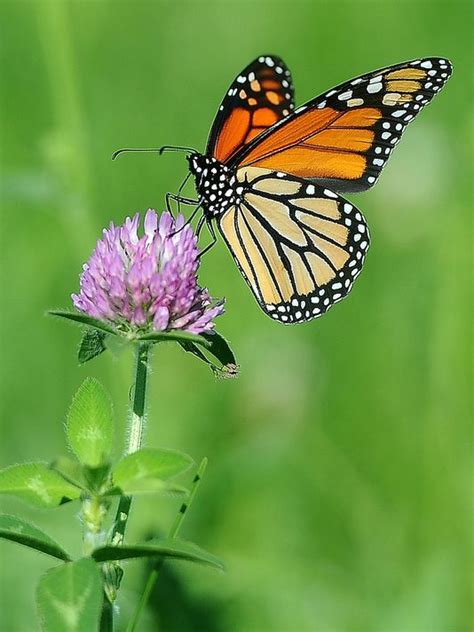 Monarch Butterfly Protection Sought Monarch Butterfly Butterfly