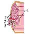 The Given Figure Shows The Diagrammatic Cross Sectional View Of A Muscle