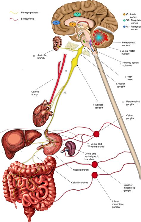 Get 35 Schematic Diagram Of Autonomic Nervous System Images