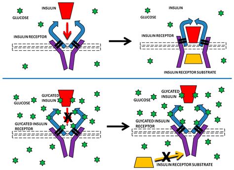 Ijms Free Full Text Rapid Non Enzymatic Glycation Of The Insulin Receptor Under