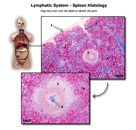 Spleen Histology Diagram Quizlet