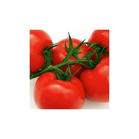 Sub Arctic Plenty Tomato Seeds 99p