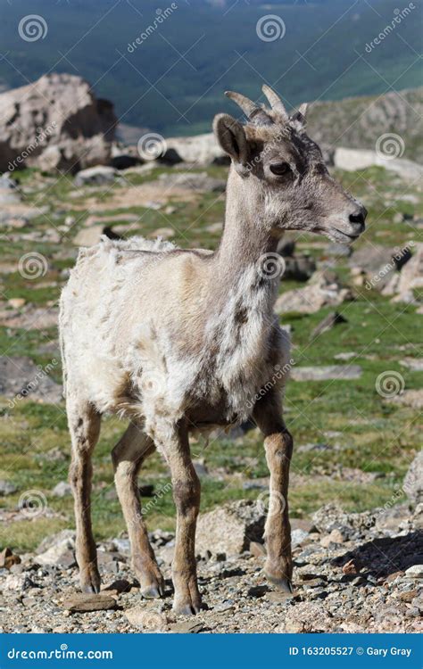 Mammals Of Colorado Colorado Rocky Mountain Bighorn Sheep Stock Image