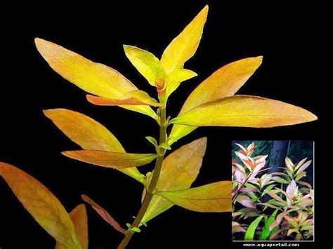 Ludwigia Repens X Arcuata