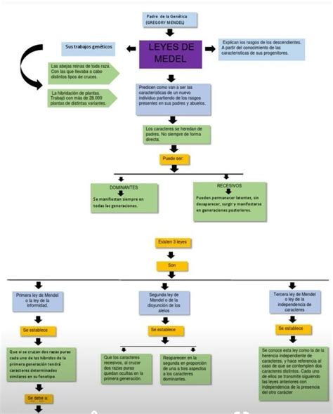 Leyes De Mendel Mapa Conceptual Donos Porn Sex Picture