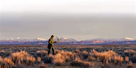 Falconry and Conservation