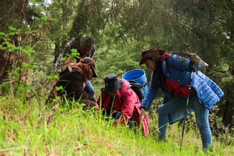 Llegan mariposas monarca a Edomex aquí te decimos dónde y cuándo