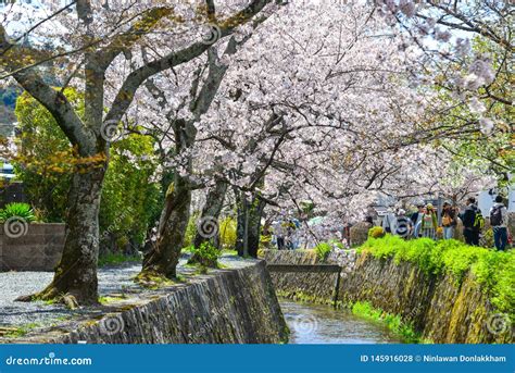 Cherry Blossom In Kyoto Japan Stock Photo Image Of Lovely Japanese