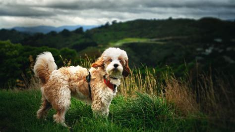 3 Heartbreaking Cavoodle Behaviour Problems