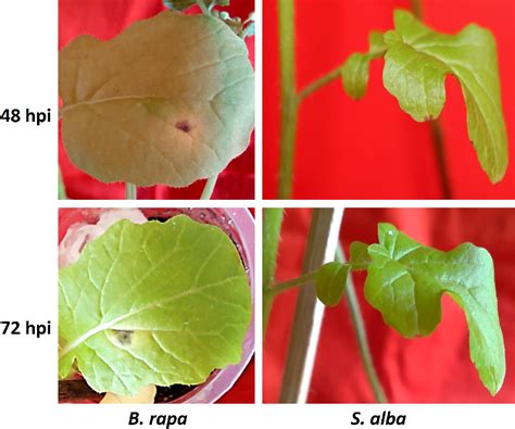 Figure 1 From Comparative Transcriptome Profiling Reveals Differential